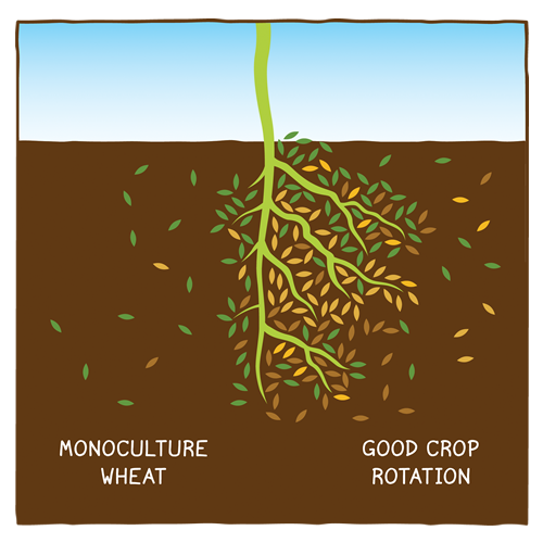 Growing pulse crops in rotation with other crops feeds soil microbes and benefit soil health.