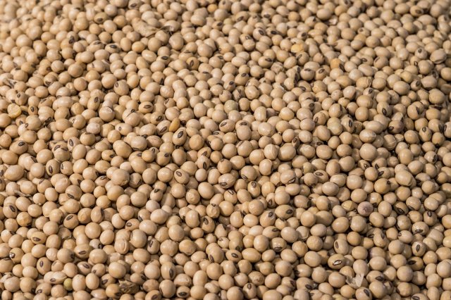 Ethiopia Pulses