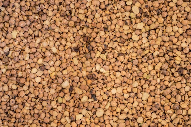 Ethiopia Pulses